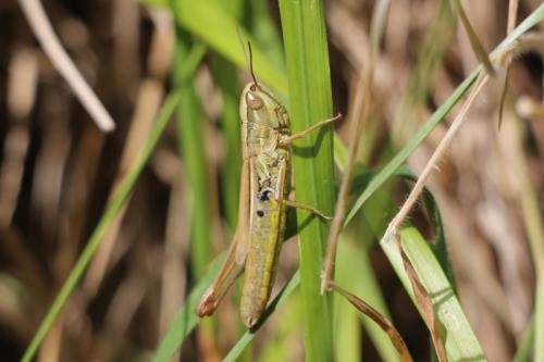 Euchorthippus declivus